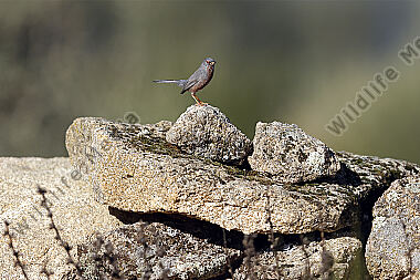 Provence Grasmücke
