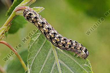 Graue Holzeule Raupe