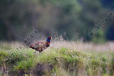 Jagdfasan Phasianus colchicus