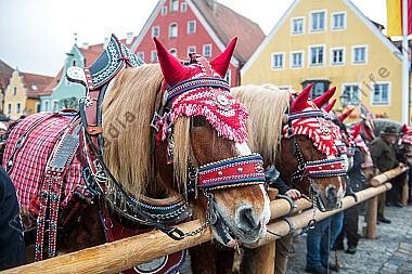 Rossmarkt in Berching