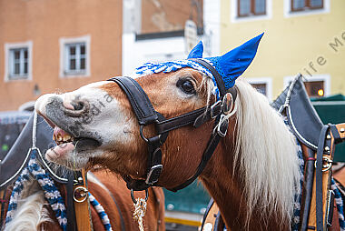 Rossmarkt in Berching