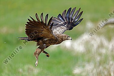 Schreiadler