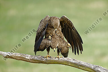 Schreiadler Paarung