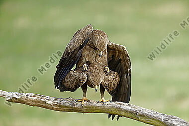 Schreiadler Paarung