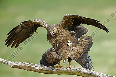 Schreiadler Paarung