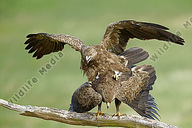 Schreiadler Paarung