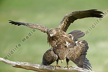 Schreiadler Paarung