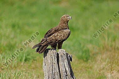 Schreiadler