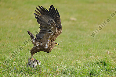 Schreiadler