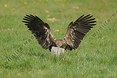 Schreiadler