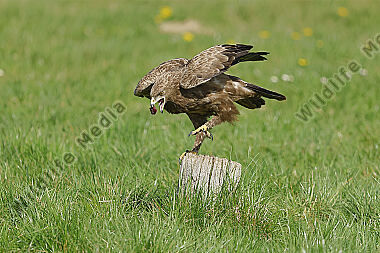 Schreiadler