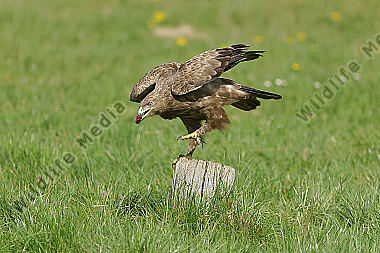 Schreiadler