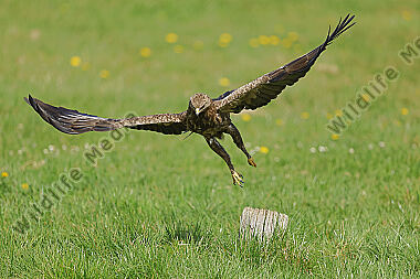 Schreiadler