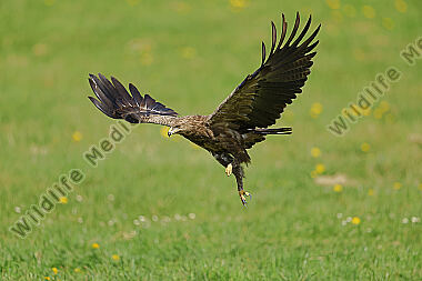 Schreiadler