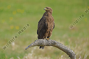 Schreiadler