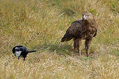 Schreiadler