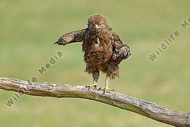 Schreiadler