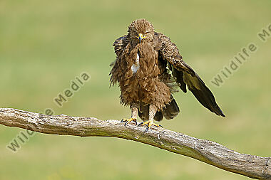 Schreiadler