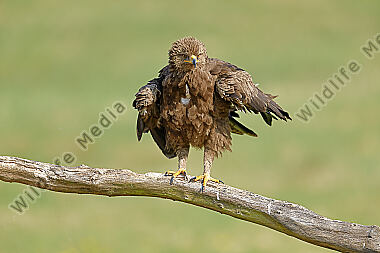 Schreiadler