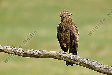 Schreiadler