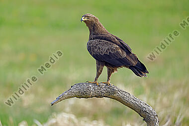 Schreiadler