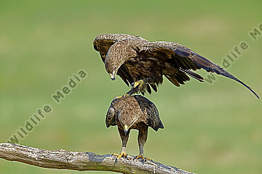Schreiadler Paarung