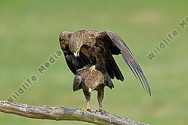 Schreiadler Paarung