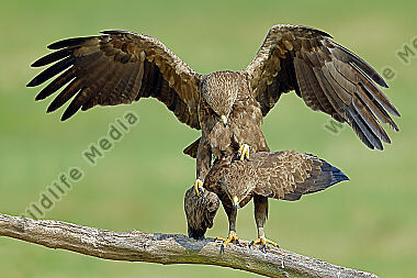Schreiadler Paarung