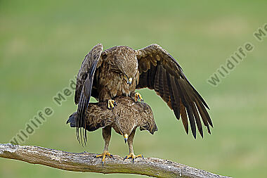Schreiadler Paarung