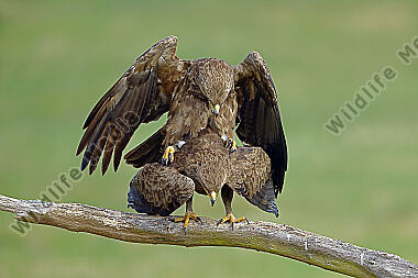Schreiadler Paarung