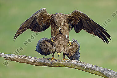 Schreiadler Paarung