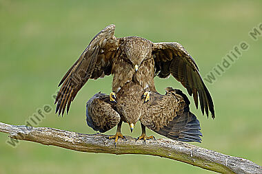 Schreiadler Paarung