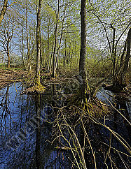 Erlenbruchwald Panorama