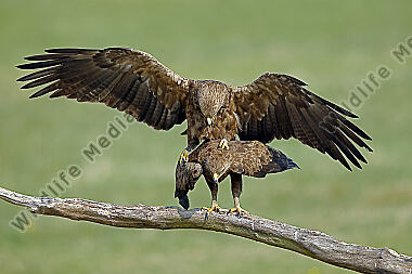 Schreiadler Paarung