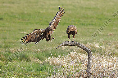 Schreiadler Pärchen