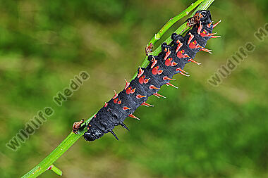 Seidenspinner Bunaea alcione Raupe