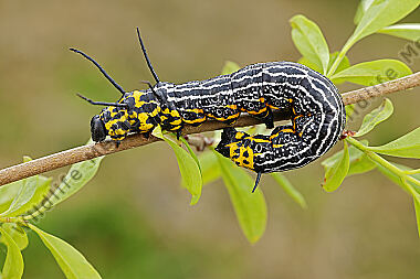 Europäischer Brahmaspinner erwachsene Raupe