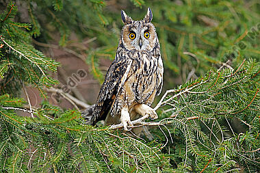 Waldohreule