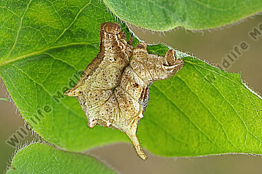 Fliederspanner Raupe