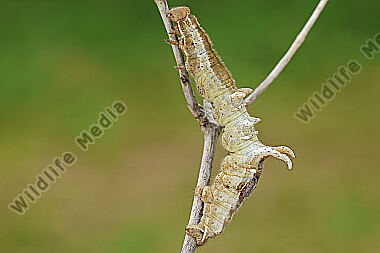 Fliederspanner Raupe