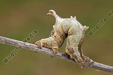 Fliederspanner Raupe