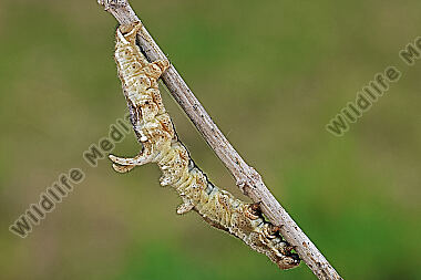 Fliederspanner Raupe