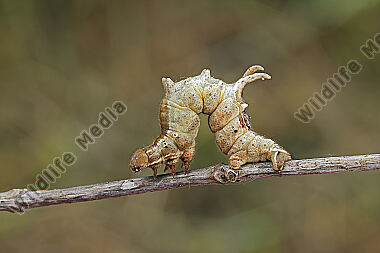 Fliederspanner Raupe