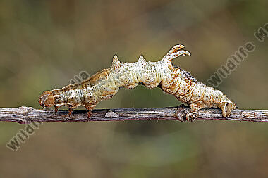 Fliederspanner Raupe