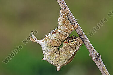 Fliederspanner Raupe