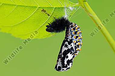 Maivogel Puppe