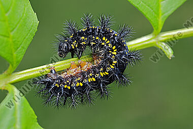 Maivogel Raupe