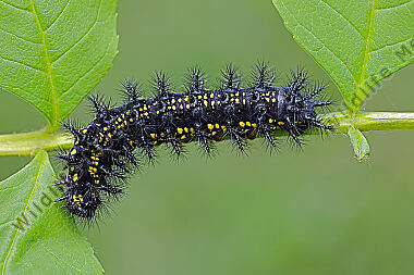Maivogel Raupe