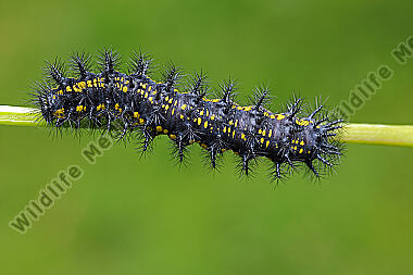 Maivogel Raupe