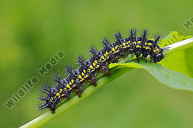 Maivogel Raupe